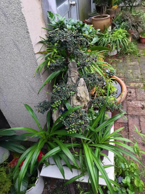 分神的秋天 分神的秋天