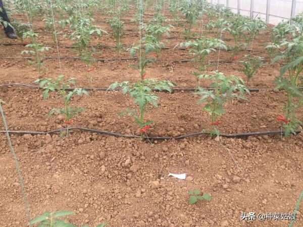 秋季種菜,選擇適宜苗齡很重要,否則有的徒長,有的不長,太難了 秋季種菜,選擇適宜苗齡很重要,否則有的徒長,有的不長,太難了