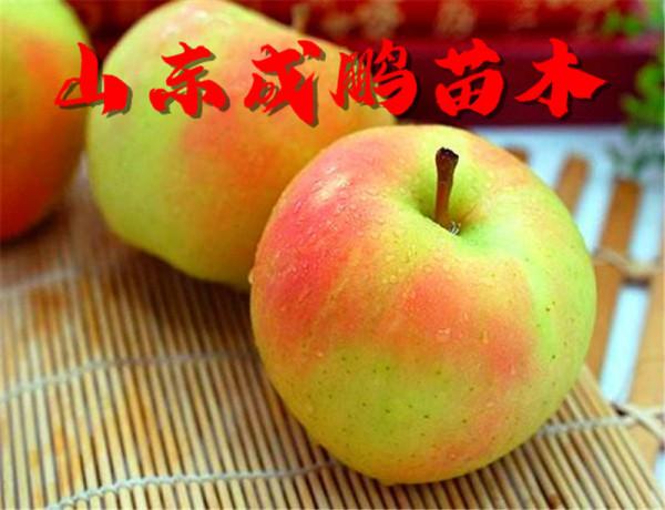 2021新品種水果苗