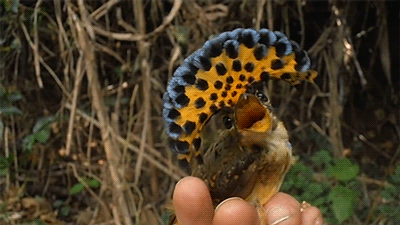 怒髮衝冠,憑欄處~紅紅火火的腦袋—皇霸鶲 怒髮衝冠,憑欄處~紅紅火火的腦袋—皇霸鶲
