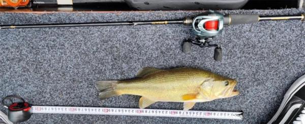 內有大魚，速點！「漁獲名人堂」