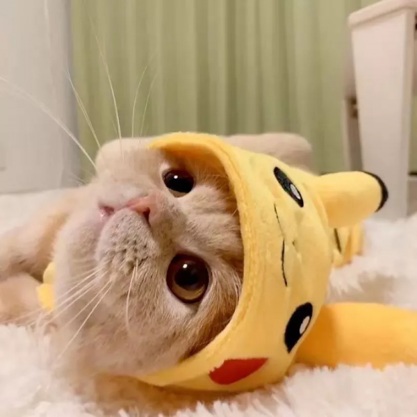 萌寵系列頭像「貓咪情頭」