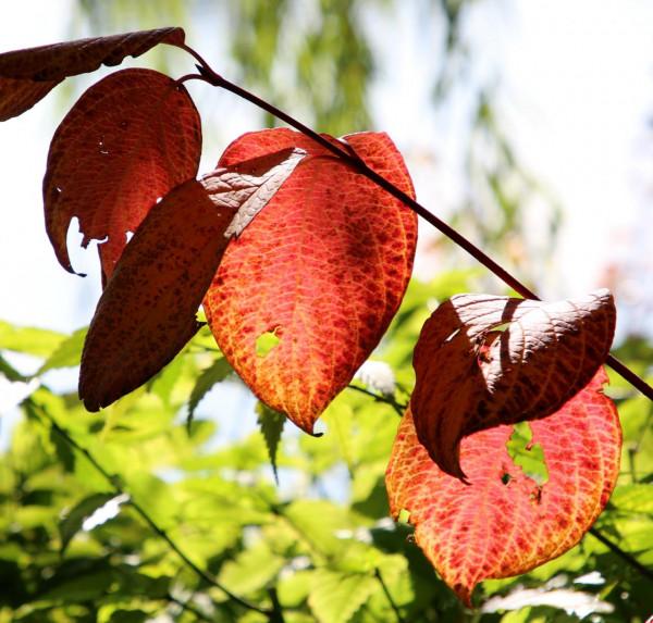 北京玉淵潭公園:深秋美景醉煞人 #秋日好時光##小生活,大財富# 北京玉淵潭公園:深秋美景醉煞人 #秋日好時光##小生活,大財富#