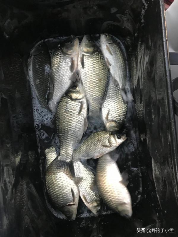 降溫不好釣魚？3天實戰總結經驗，告訴你降溫哪天好釣魚