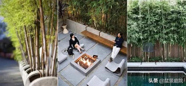 家有竹園，這才是極具風雅之事
