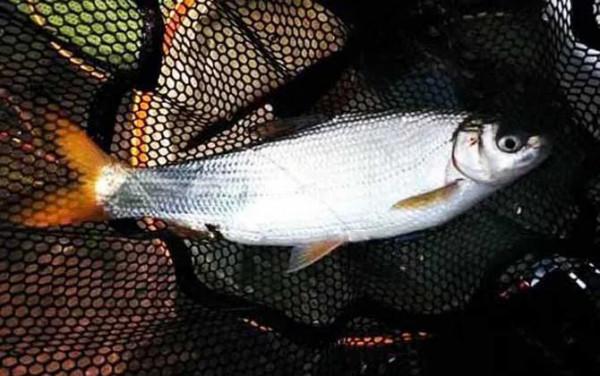 釣黃尾魚用什麼打窩好? 釣黃尾魚用什麼打窩好?