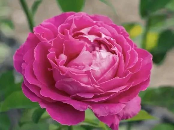 月季品種裡，據有牡丹月季之稱的6個品種，爭奇鬥豔，美不勝收