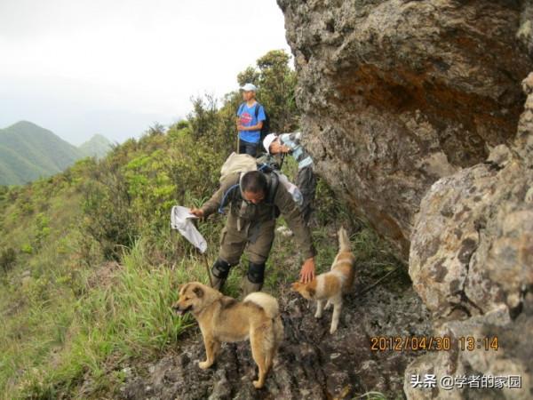 狼山漫筆之看新《貓狗大戰》，又想起了笨皇