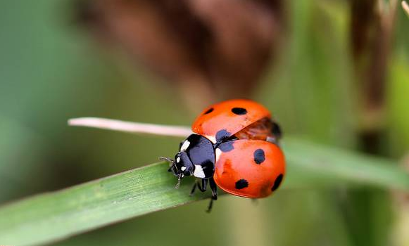 可愛的瓢蟲