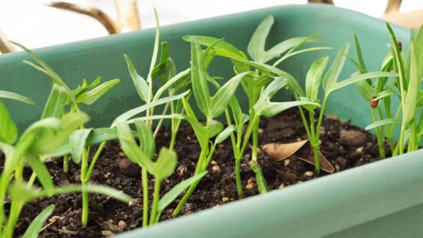 冬天種蔬菜首先這“8種”，不怕冷長得快，吃了一茬又一茬