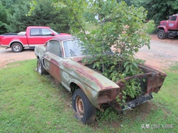 被遺棄的經典跑車 1967年謝爾比GT500被發現