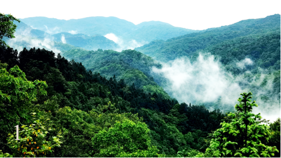 貴州雷公山國家級自然保護區發現中國昆蟲新紀錄