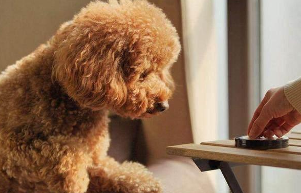 被稱為有“良心”的狗狗,平價又好養 被稱為有“良心”的狗狗,平價又好養