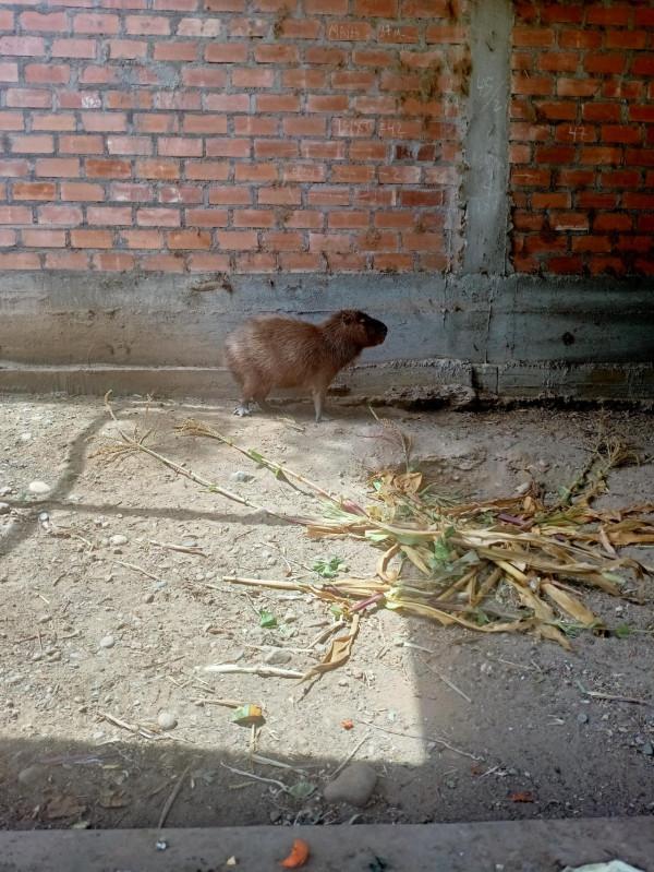 異國見聞-中鐵二十局員工在秘魯 異國見聞-中鐵二十局員工在秘魯