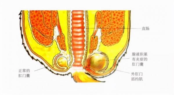 狗狗一見面,為什麼會先“聞屁股”?科學研究這是彼此交流的方式 狗狗一見面,為什麼會先“聞屁股”?科學研究這是彼此交流的方式
