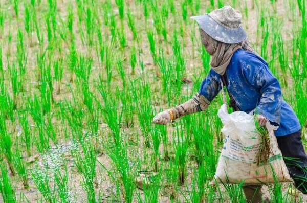 農民退休不是夢，試點地區已經開始發放退休金，每月400元