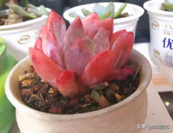 好多肉是養出來的，不是買的，狀態再好，到了家裡也是綠白菜