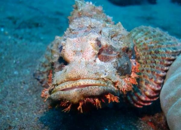 美科學家破譯200歲“人臉巖魚”的密碼,機制類似,或適用於人類 美科學家破譯200歲“人臉巖魚”的密碼,機制類似,或適用於人類