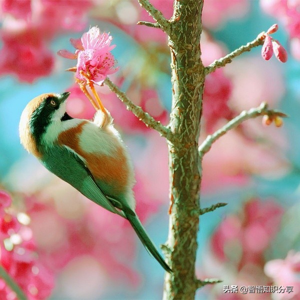 漂亮小鳥在等你欣賞，愛不釋手，萌得可愛