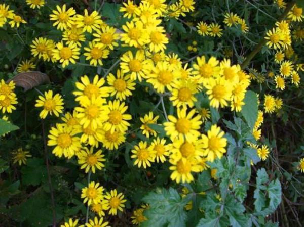 一句“事有難言惟袖手，人無可語且看山”，世事都被古人一言說中