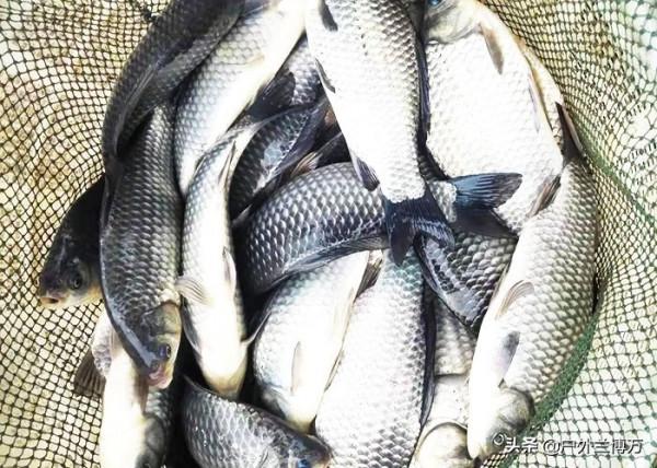 信不信隨你,但事實就是這樣!餌料裡面加調味品,漁獲差別很明顯 信不信隨你,但事實就是這樣!餌料裡面加調味品,漁獲差別很明顯