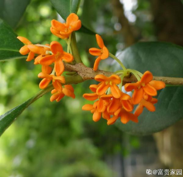 秋天就要金燦燦，盤點6種金黃色的花，秋天氛圍感滿滿