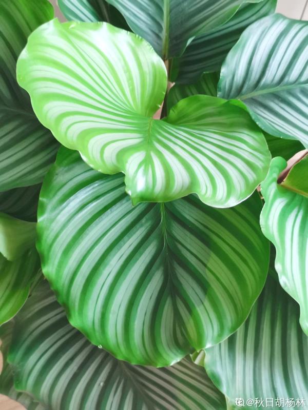 最像青蘋果的綠植,這5步做好,打造室內“青蘋果樂園” 最像青蘋果的綠植,這5步做好,打造室內“青蘋果樂園”