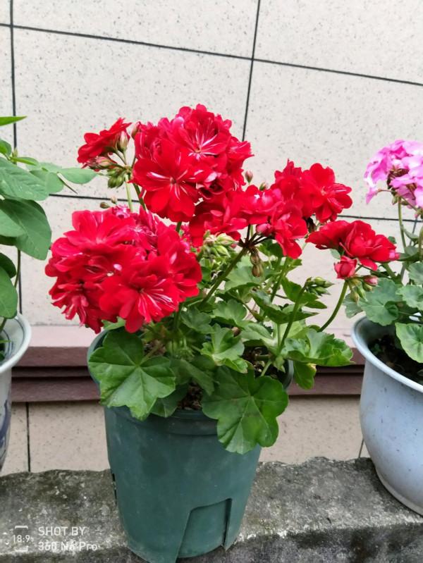 天竺葵的7個“大優點”,一年四季花不斷,家裡養十盆也不嫌多 天竺葵的7個“大優點”,一年四季花不斷,家裡養十盆也不嫌多