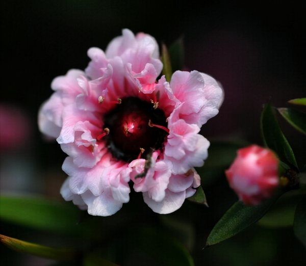 50種冬季裡開放的花卉，這些花最合適在冬季裡養