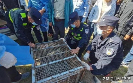 野生雪豹現身內蒙古大草原，它本不該出現在這裡，怎麼跑來的？