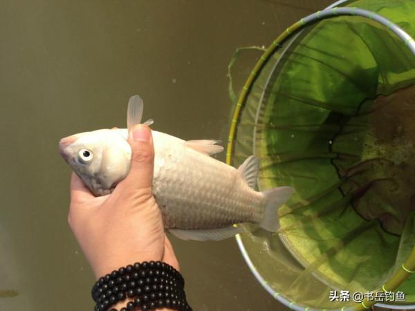 警惕倒春寒！合適的垂釣策略才能玩轉春季魚情！釣友：深有同感