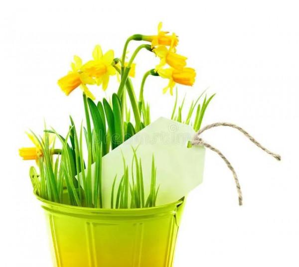 水仙花 大全 請欣賞 美極了