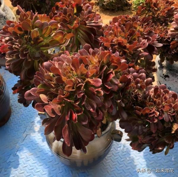 入秋以後，多肉法師要放養，丟失外長勢旺，養成群生手捧花