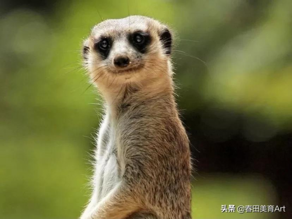 教程丨少兒美術課程《貓鼬的新裝》