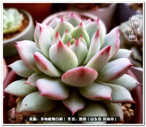 一個不稱職90後的闡述：何以解憂？唯有多肉