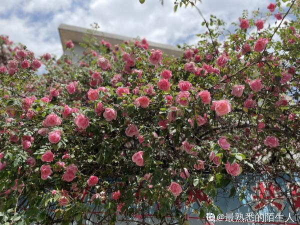 想打造花海瀑布，養1種花就夠了，開花爬滿整面牆