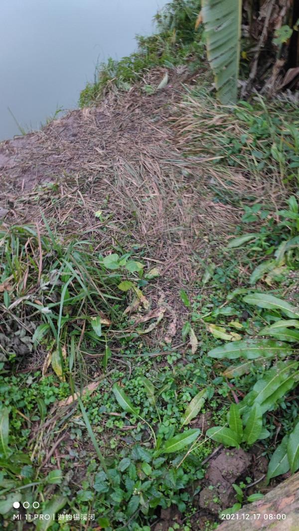 開杆即中目標大板鯽，誰料世事難如願