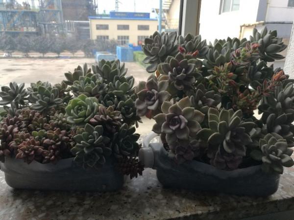 養多肉沒必要單盆,組合起來更漂亮 養多肉沒必要單盆,組合起來更漂亮