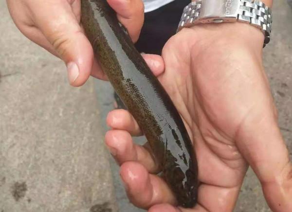 農村什麼最好吃？當然是野味，小時候喜歡的這些野味，已逐漸消失