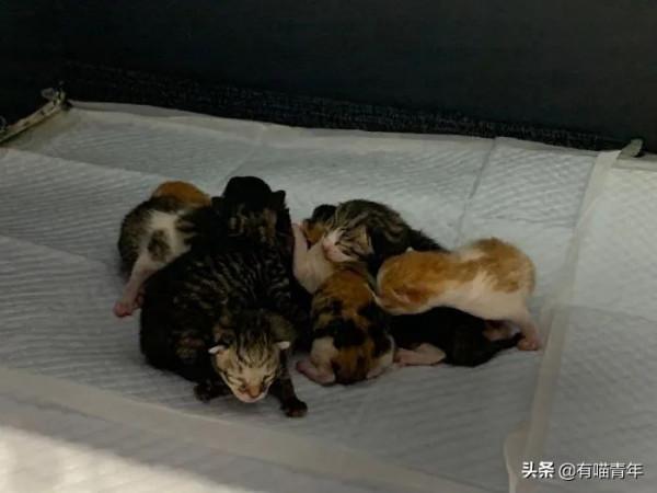 “喜當爹!好傢伙生了8只小奶貓!” “喜當爹!好傢伙生了8只小奶貓!”