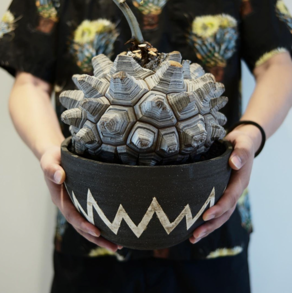 塊根｜在水泥世界中綻放的生命花火