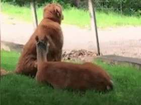 大金毛11年前救了一頭母鹿，結果它每年都會帶著娃上門找狗子幫忙