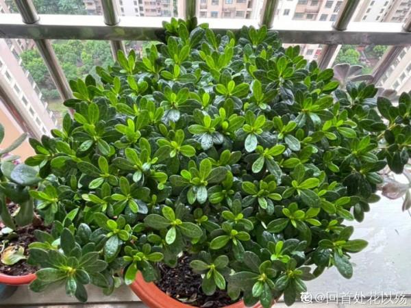 現在給花上秋肥,杆子粗、葉子密,不然冬天都凍死 現在給花上秋肥,杆子粗、葉子密,不然冬天都凍死