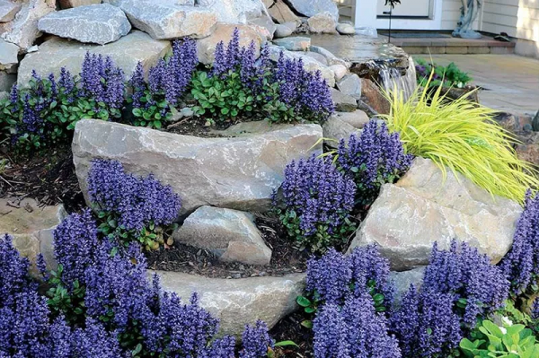 7種最好用的地被植物：豐富花境花園色彩，控制雜草