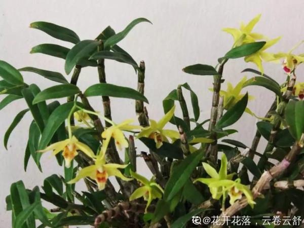 人養花,花也養人,這15種花,越養家裡越乾淨 人養花,花也養人,這15種花,越養家裡越乾淨