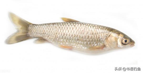 秋釣草魚要注意！一味餌料最好不要加，否則釣魚老手也很難不空軍