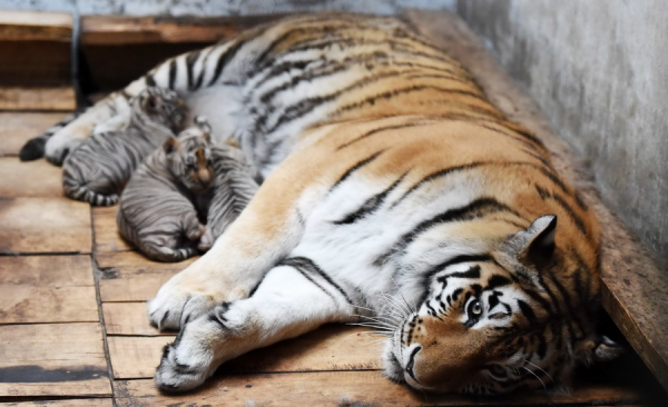 高度獨居的老虎，懷孕後還能否捕獵，自己怎麼解決食物問題？