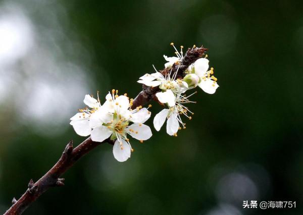 十八羅漢山的梨花開了