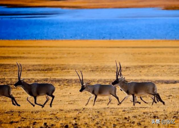 可可西里從來不拒絕生命，只拒絕人類