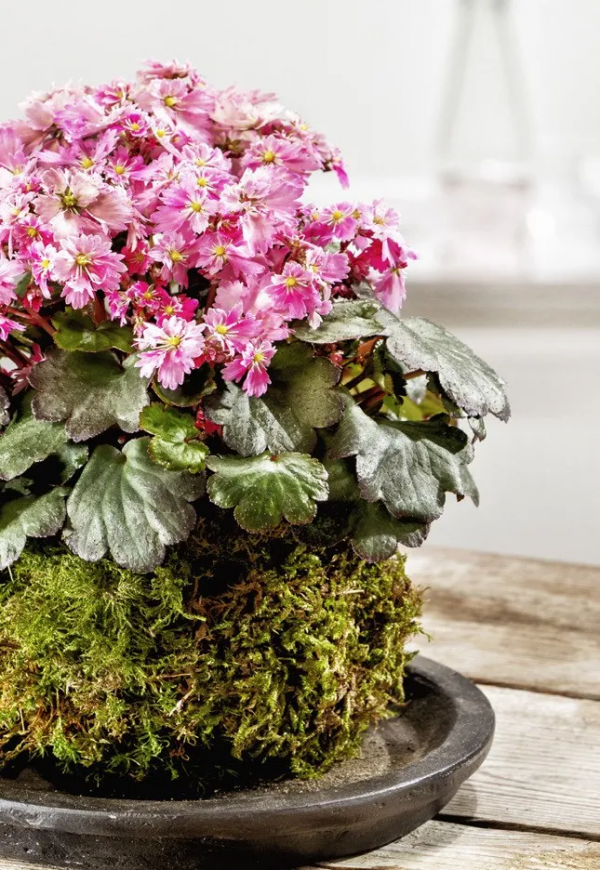 瑞虎迎春，虎耳招財！翩翩起舞的小精靈，輕鬆開成夢幻花毯